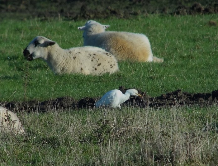 Cattle Egret