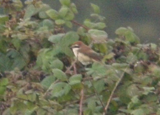 Brown Shrike