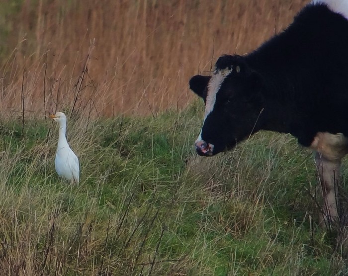 Cattle Egret