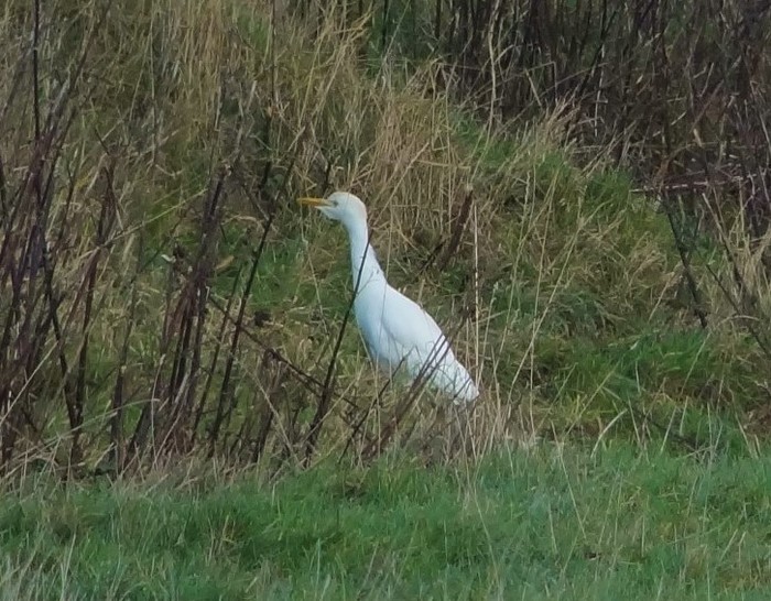 Cattle Egret