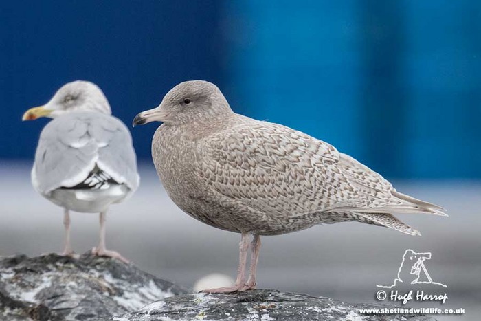 Glaucous Gull
