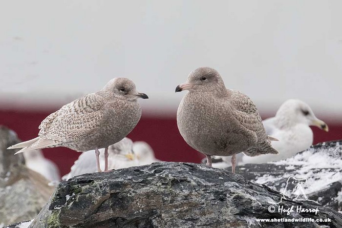 Iceland Gull