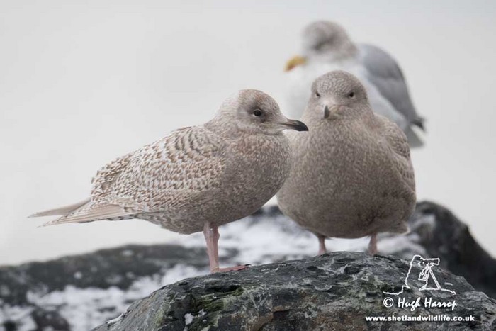 Iceland Gull