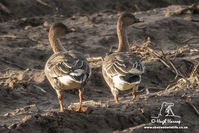 Tundra Bean Goose