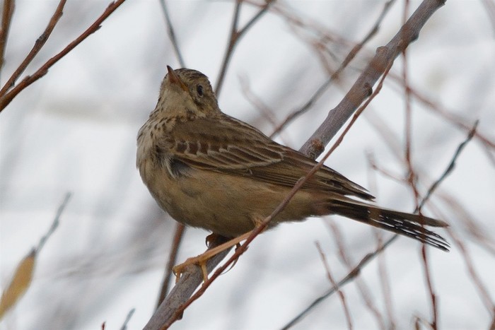 Blyth's Pipit