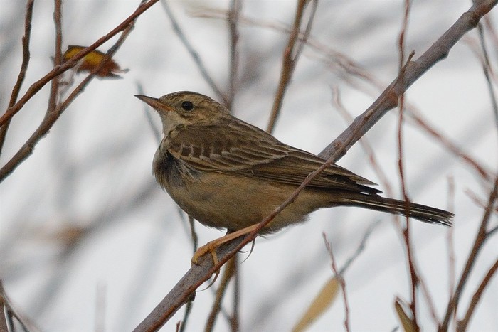 Blyth's Pipit