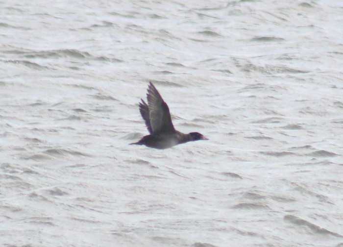 Surf Scoter
