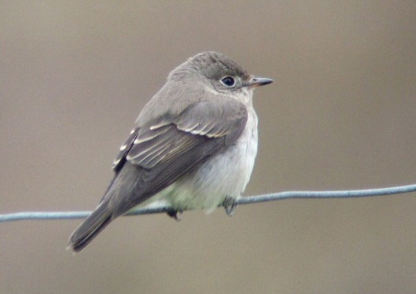 Brown Flycatcher