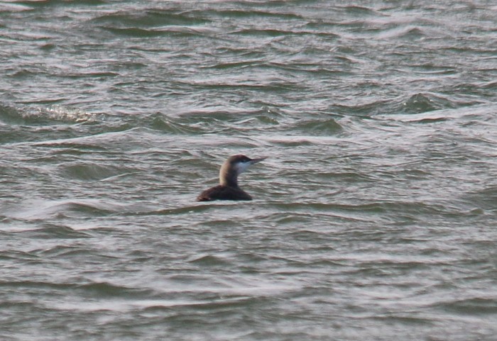 Red-throated Diver