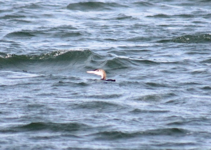Great Northern Diver