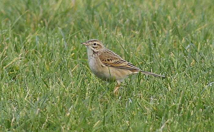 Richard's Pipit