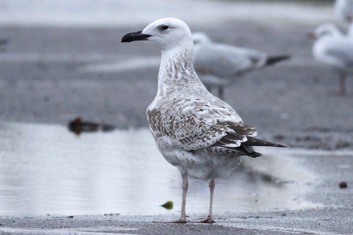 Caspian Gull
