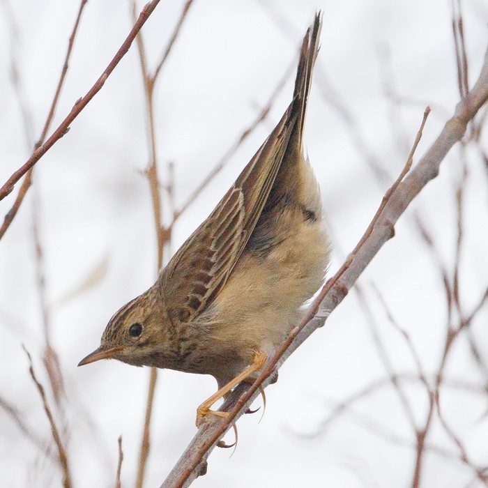 Blyth's Pipit
