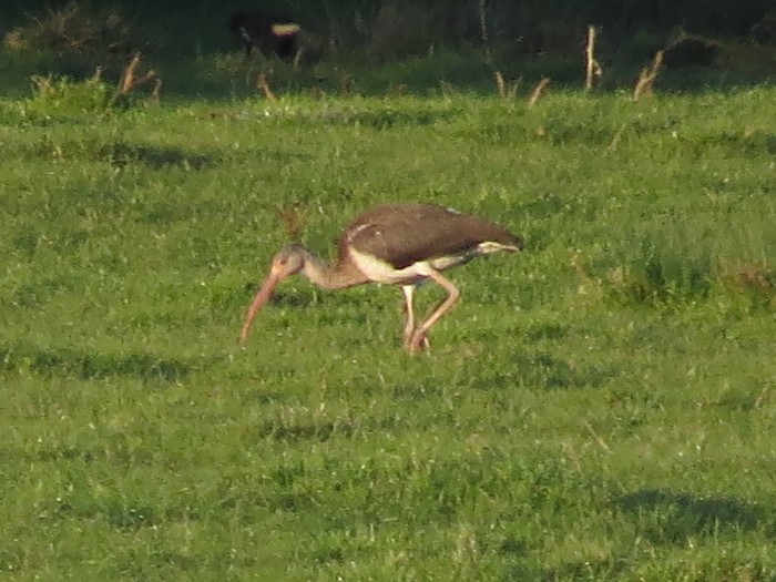 American White Ibis