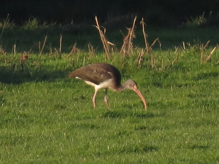 American White Ibis