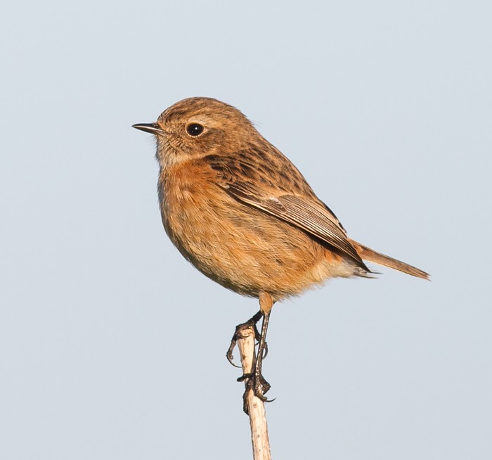 Stonechat