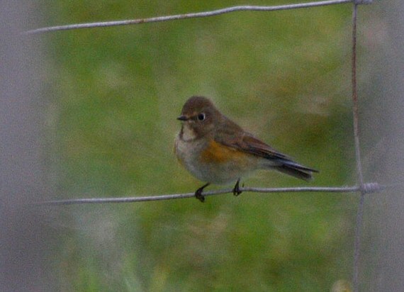 Red-flanked Bluetail