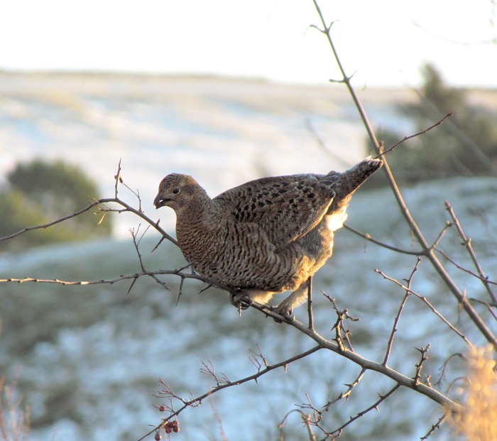 Black Grouse