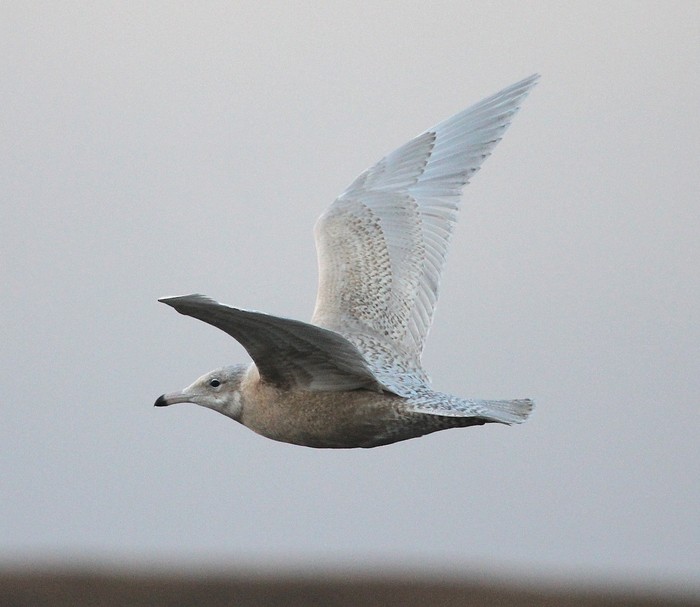 Glaucous Gull