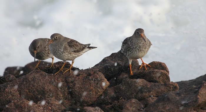 Purple Sandpiper
