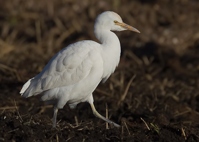 Cattle Egret