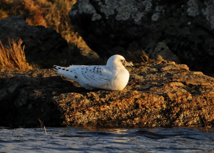 Ivory Gull