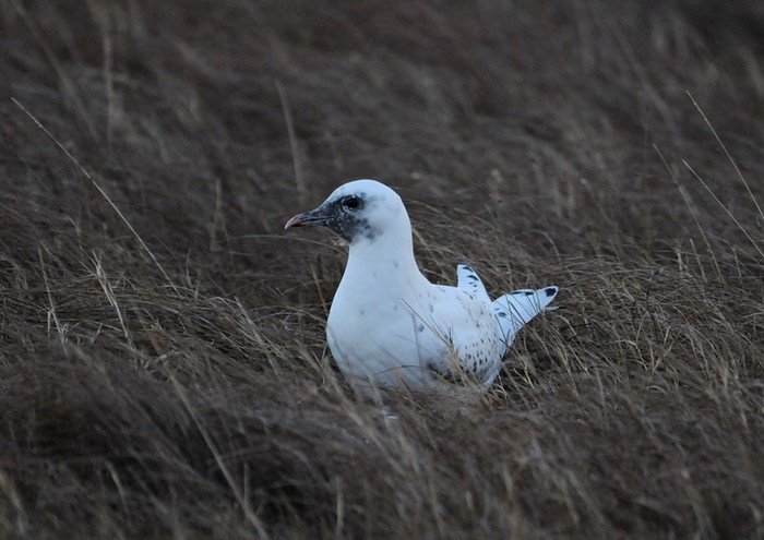Ivory Gull