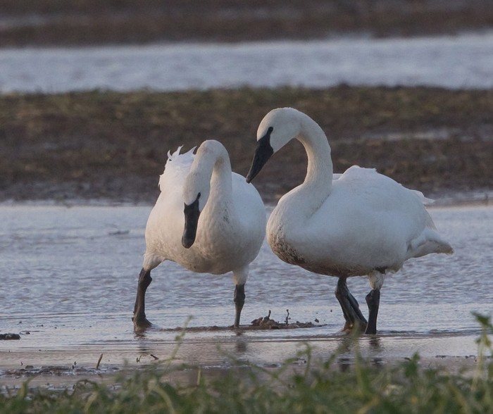 Trumpeter Swan