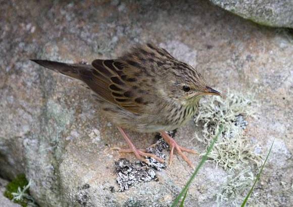 Lanceolated Warbler