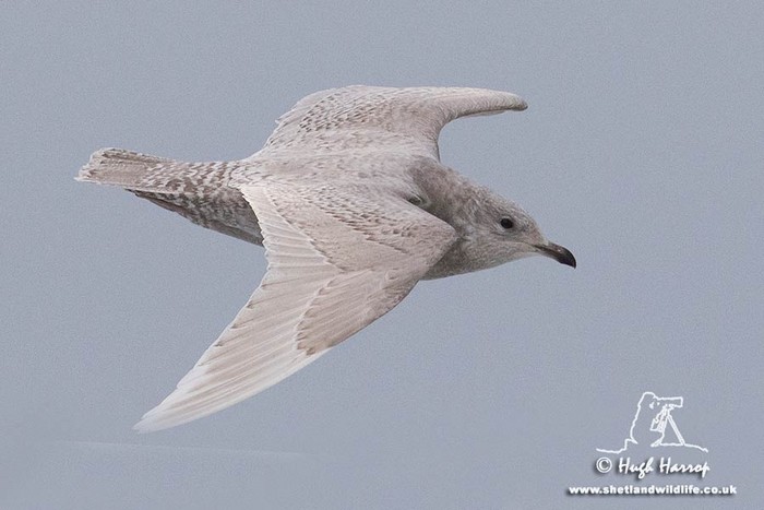 Iceland Gull