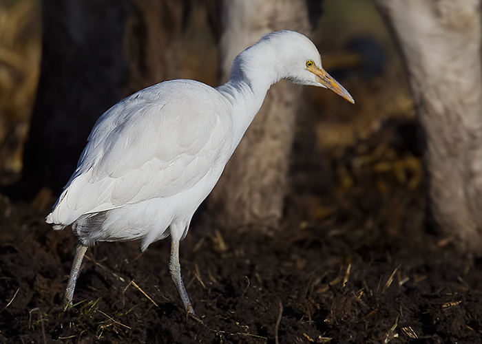 Cattle Egret