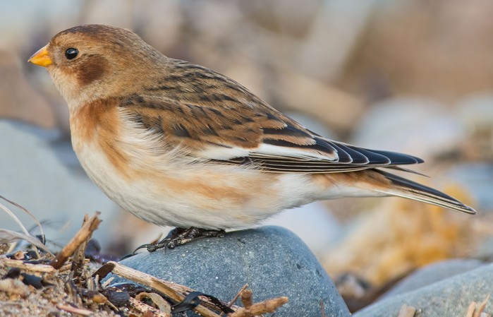 Snow Bunting