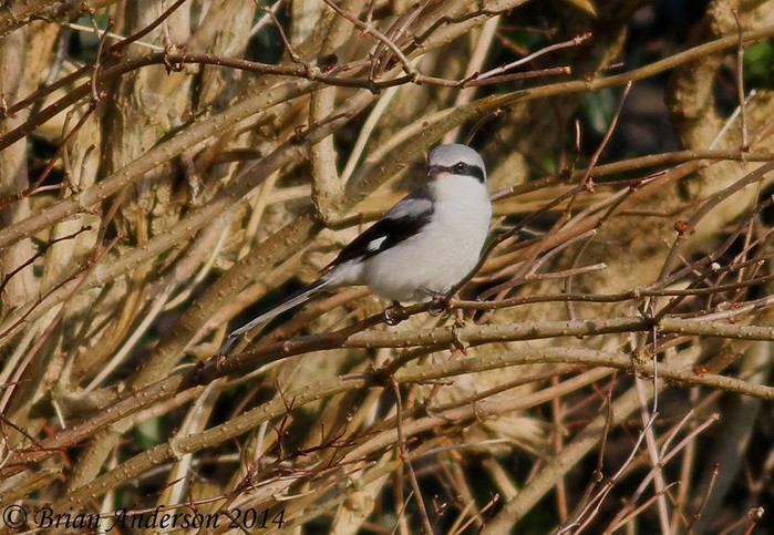 Great Grey Shrike