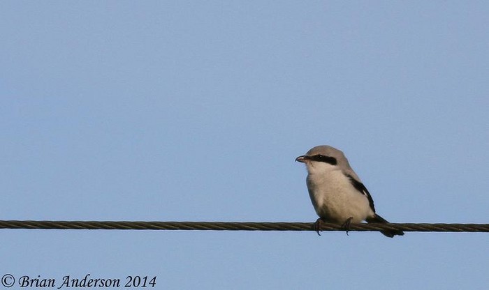Great Grey Shrike