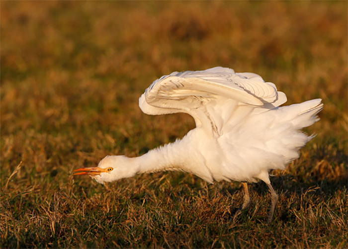 Cattle Egret