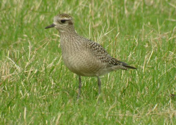 American Golden Plover
