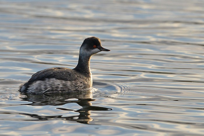 Black-necked Grebe