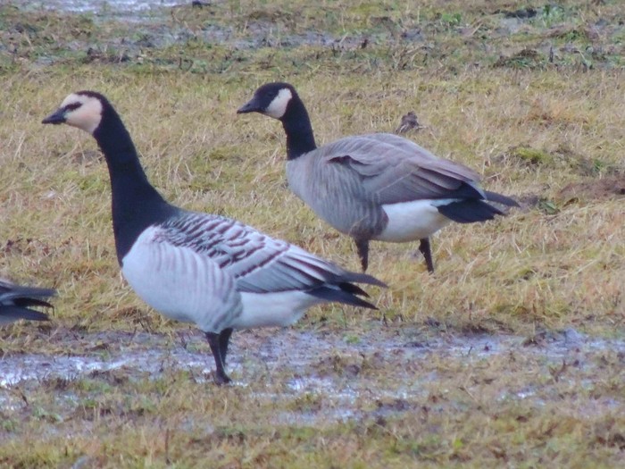 Cackling Goose