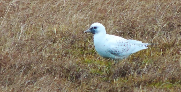 Ivory Gull