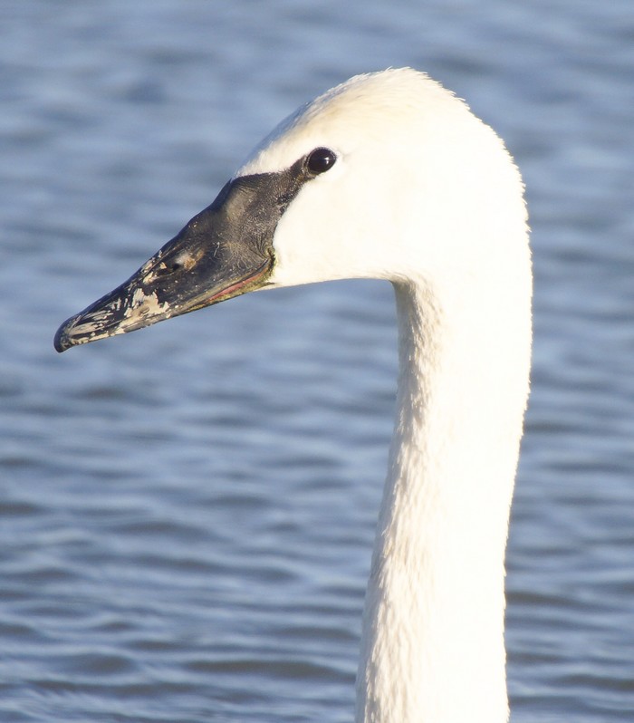 Trumpeter Swan