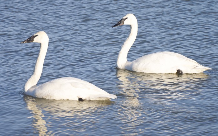 Trumpeter Swan