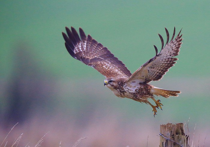 Buzzard