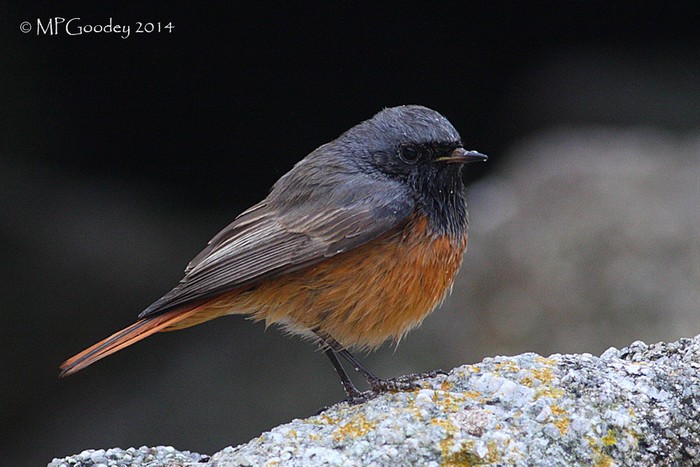 Eastern Black Redstart