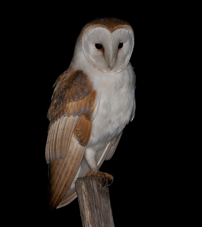 Barn Owl