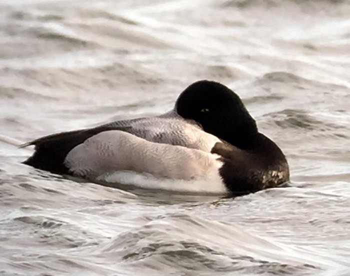 Scaup
