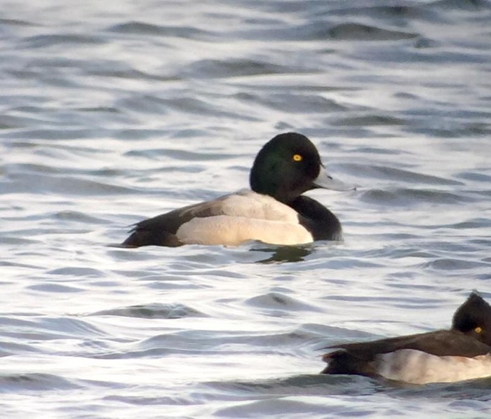 Scaup