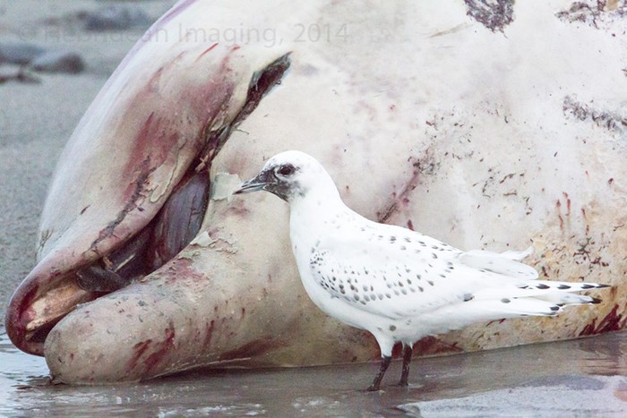 Ivory Gull
