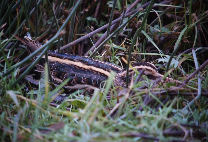 Jack Snipe