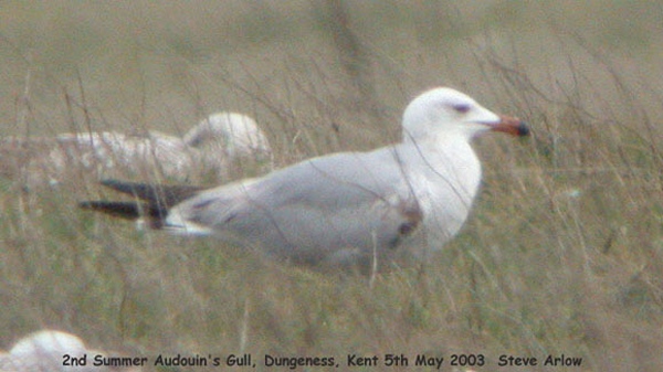 Audouin's Gull