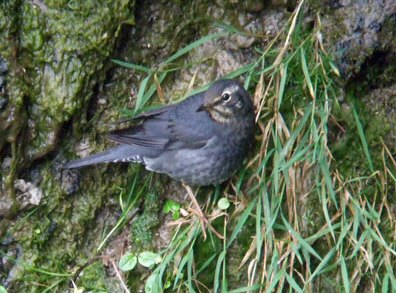 Siberian Thrush
